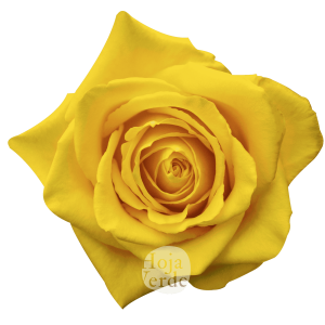 Fashion Gold, Ecuadorian yellow rose by Hoja Verde