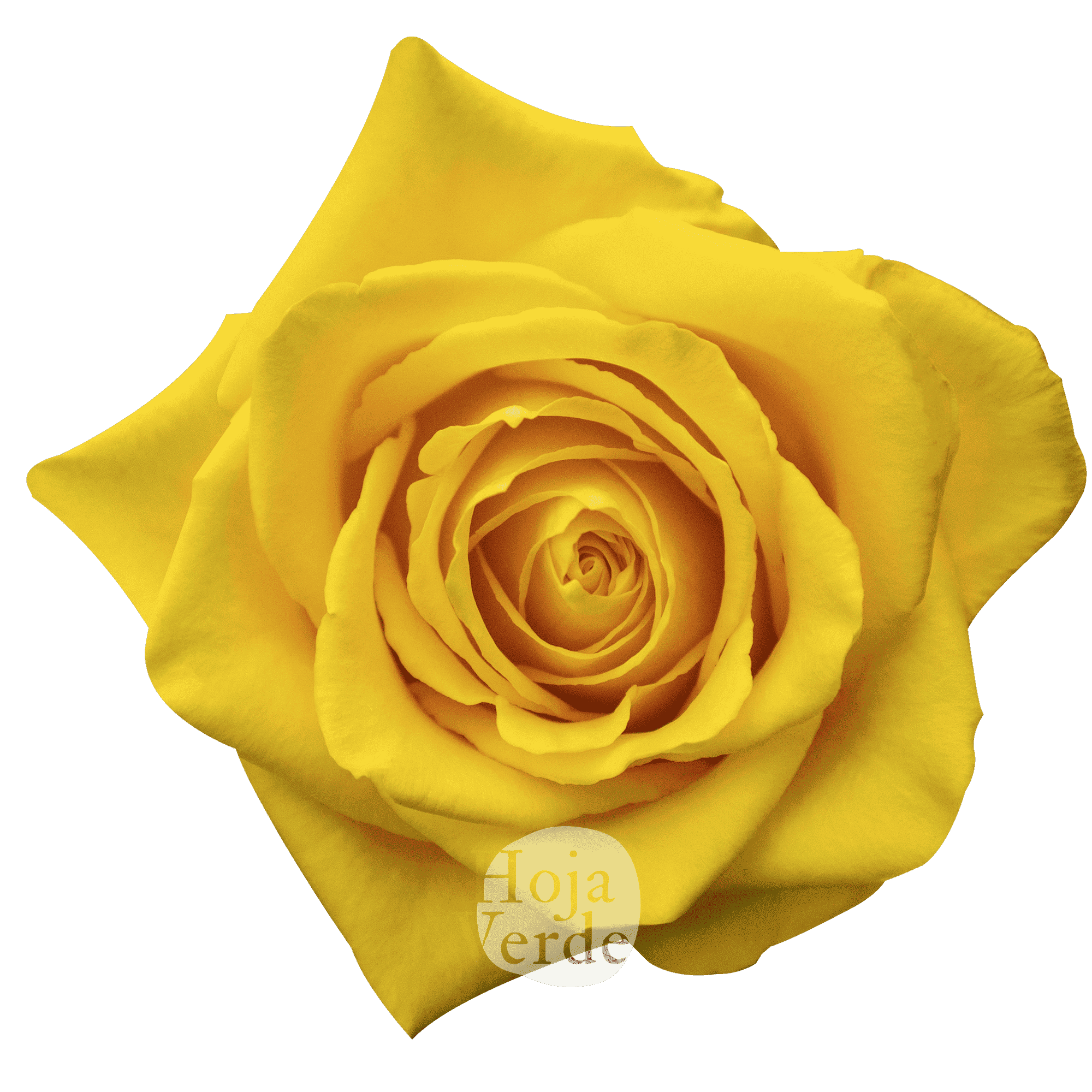 Fashion Gold, Ecuadorian yellow rose by Hoja Verde