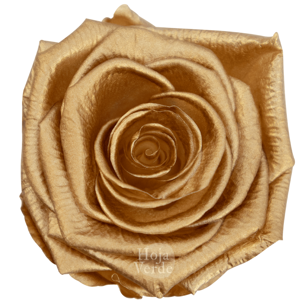 Ecuadorian Preserved Roses by Hoja Verde