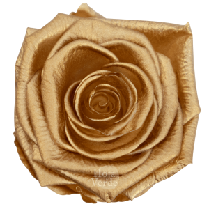 Ecuadorian Preserved Roses by Hoja Verde