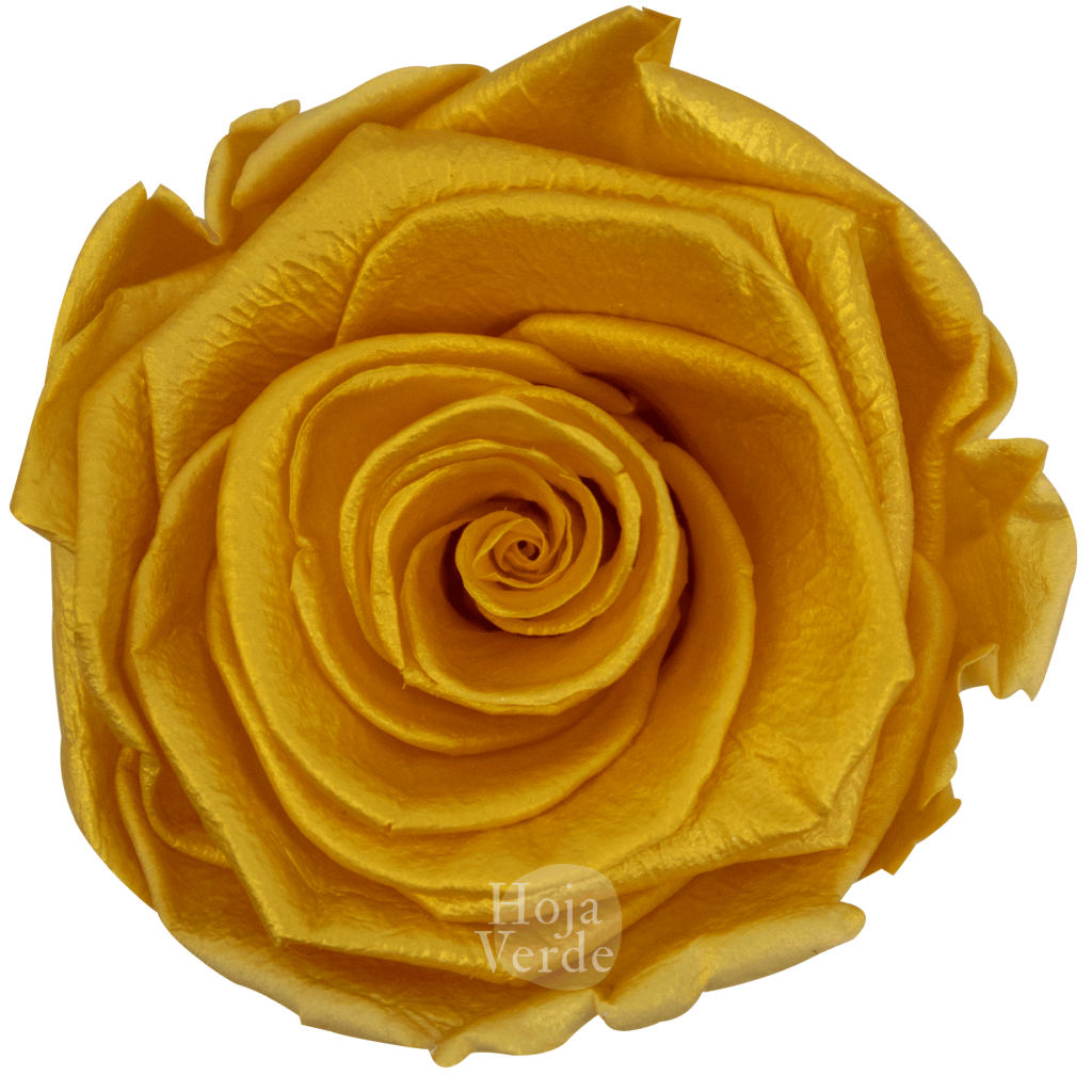 Ecuadorian Preserved Roses by Hoja Verde