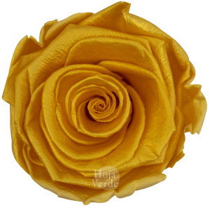 Ecuadorian Preserved Roses by Hoja Verde