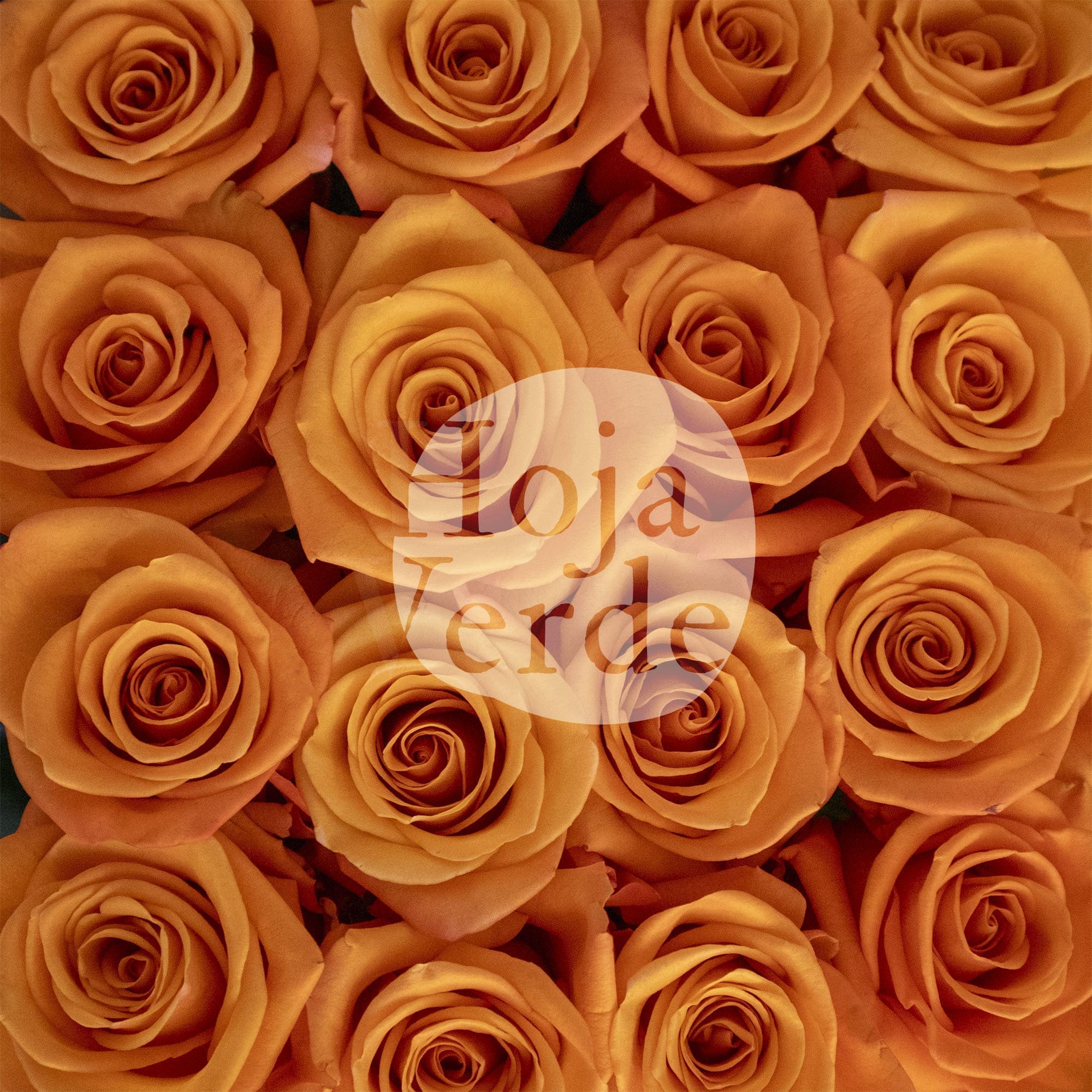 Honey Bunny, Ecuadorian orange rose by Hoja Verde