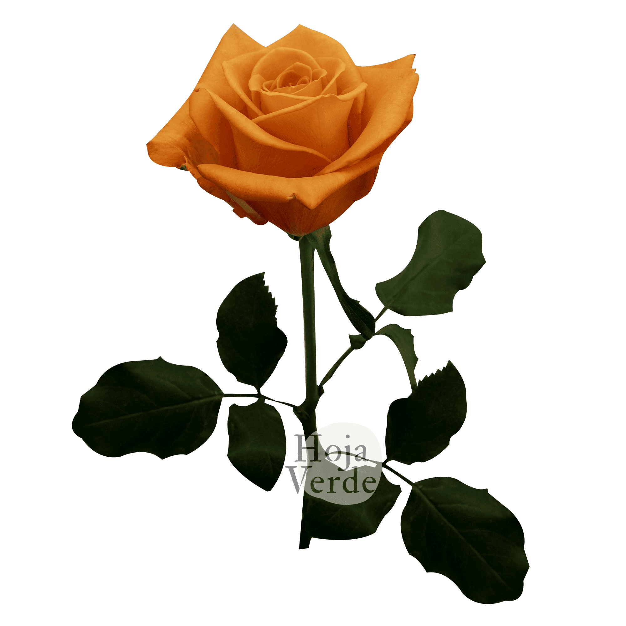 Honey Bunny, Ecuadorian orange rose by Hoja Verde