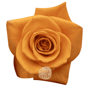 Honey Bunny, Ecuadorian orange rose by Hoja Verde