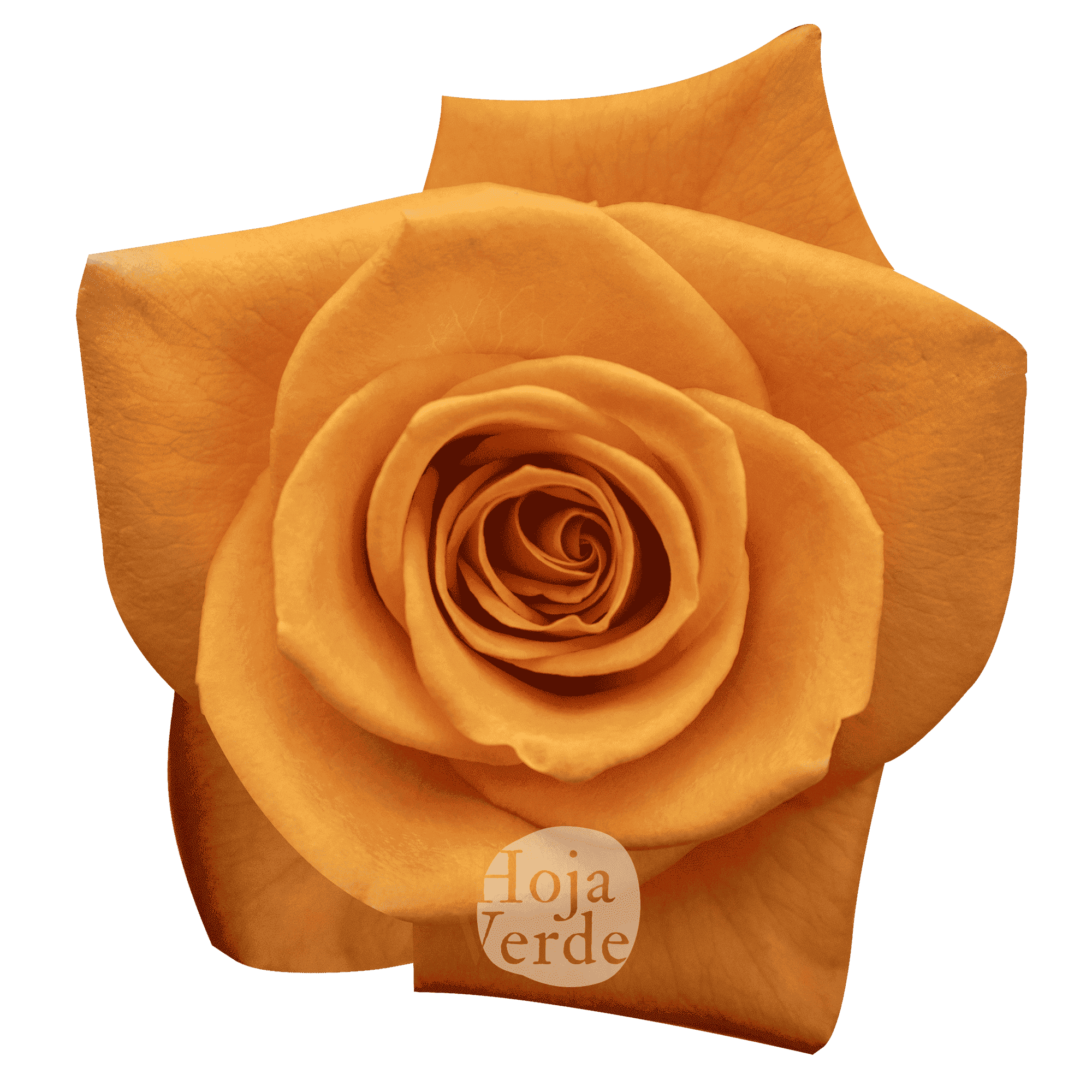 Honey Bunny, Ecuadorian orange rose by Hoja Verde