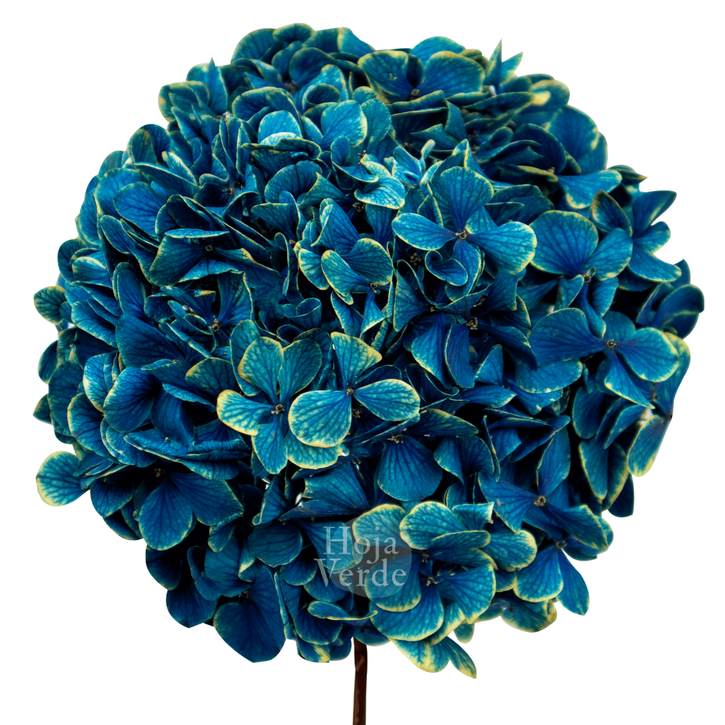 Ecuadorian Preserved Flowers by Hoja Verde