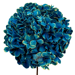 Ecuadorian Preserved Flowers by Hoja Verde