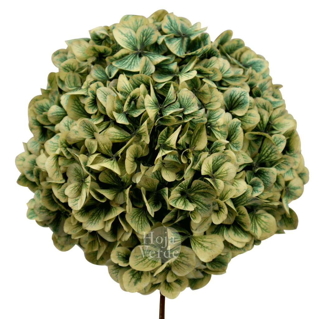 Ecuadorian Preserved Flowers by Hoja Verde