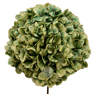 Ecuadorian Preserved Flowers by Hoja Verde