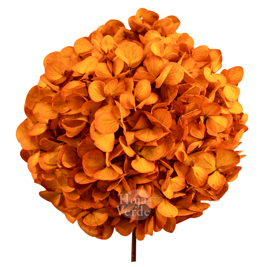 Ecuadorian Preserved Flowers by Hoja Verde