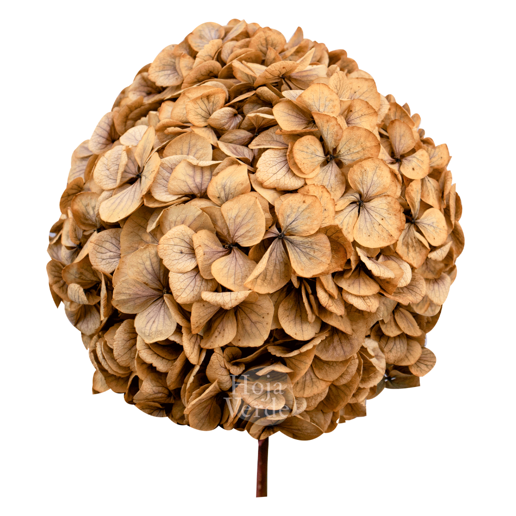 Ecuadorian Preserved Flowers by Hoja Verde