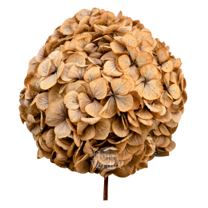 Ecuadorian Preserved Flowers by Hoja Verde