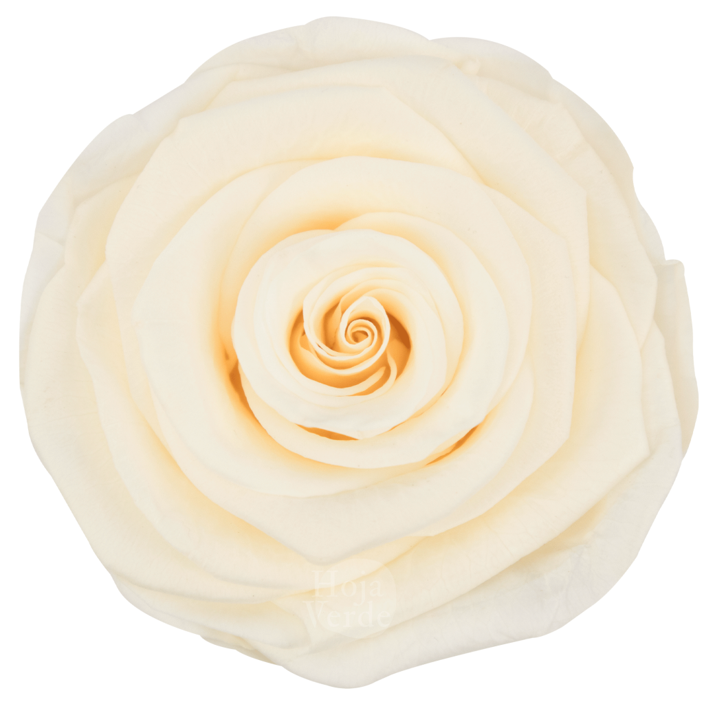 Ecuadorian Preserved Roses by Hoja Verde