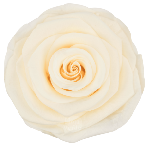 Ecuadorian Preserved Roses by Hoja Verde