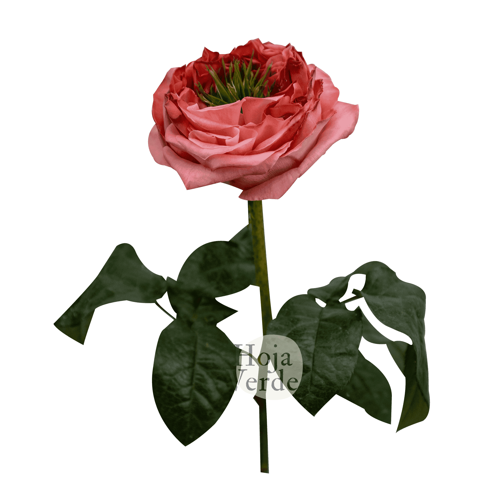 Mandarin X-pression rose by Hoja Verde, a ruffled garden-style Ecuadorian variety in bold coral tones with a distinctive green-plant centered bloom