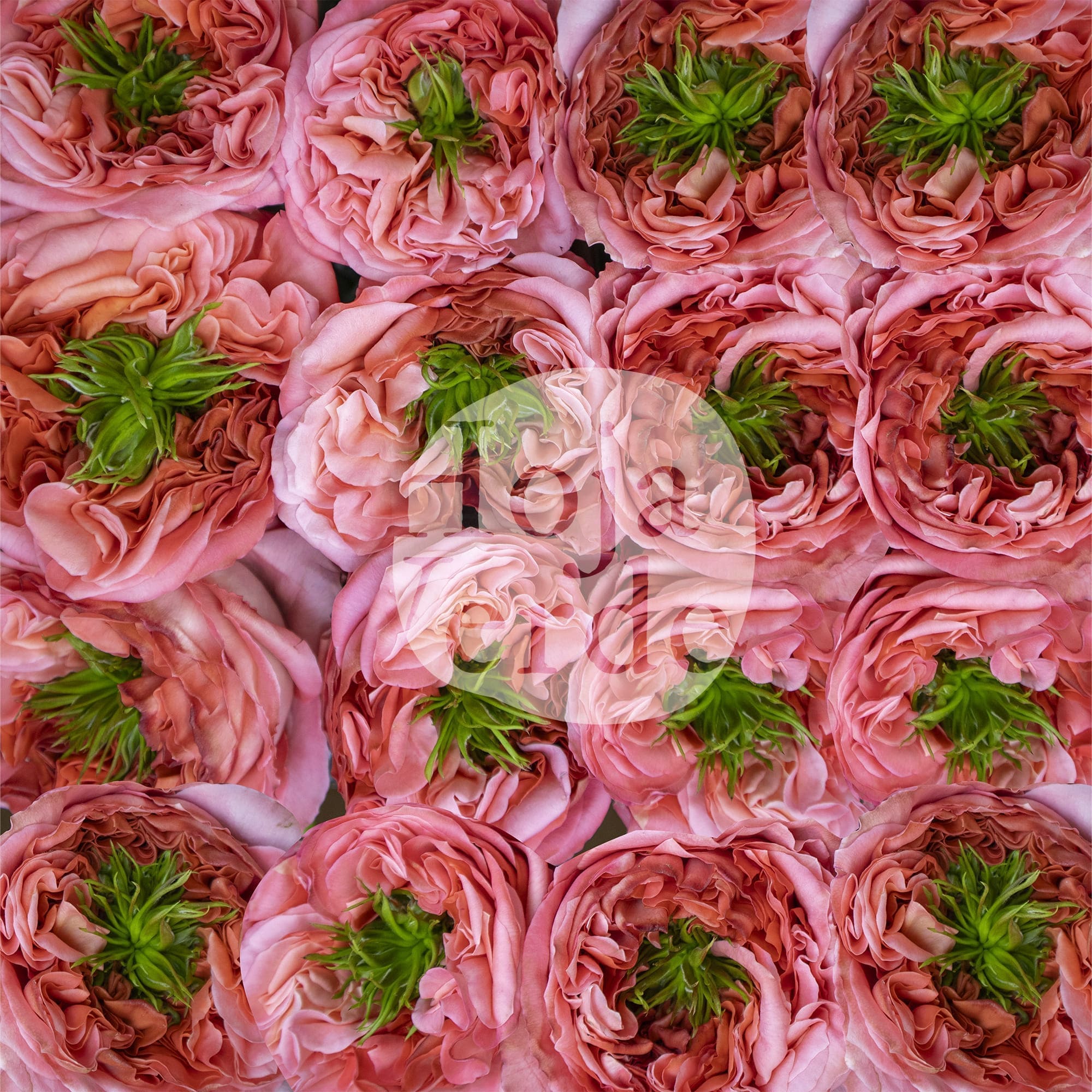 Mandarin X-pression rose by Hoja Verde, a ruffled garden-style Ecuadorian variety in bold coral tones with a distinctive green-plant centered bloom