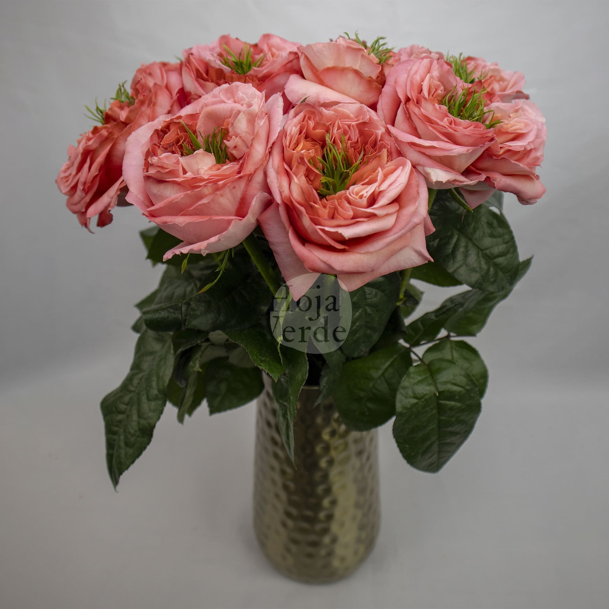 Mandarin X-pression rose by Hoja Verde, a ruffled garden-style Ecuadorian variety in bold coral tones with a distinctive green-plant centered bloom