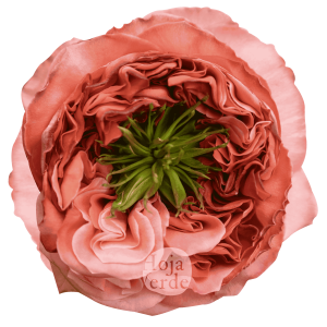 Mandarin X-pression rose by Hoja Verde, a ruffled garden-style Ecuadorian variety in bold coral tones with a distinctive green-plant centered bloom