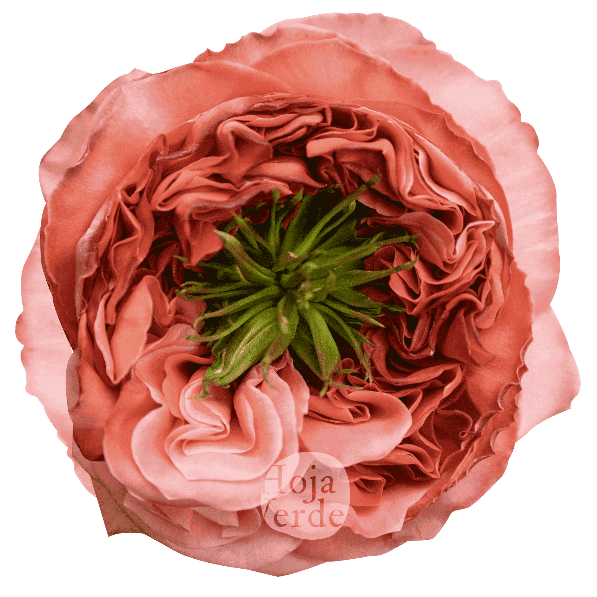 Mandarin X-pression rose by Hoja Verde, a ruffled garden-style Ecuadorian variety in bold coral tones with a distinctive green-plant centered bloom