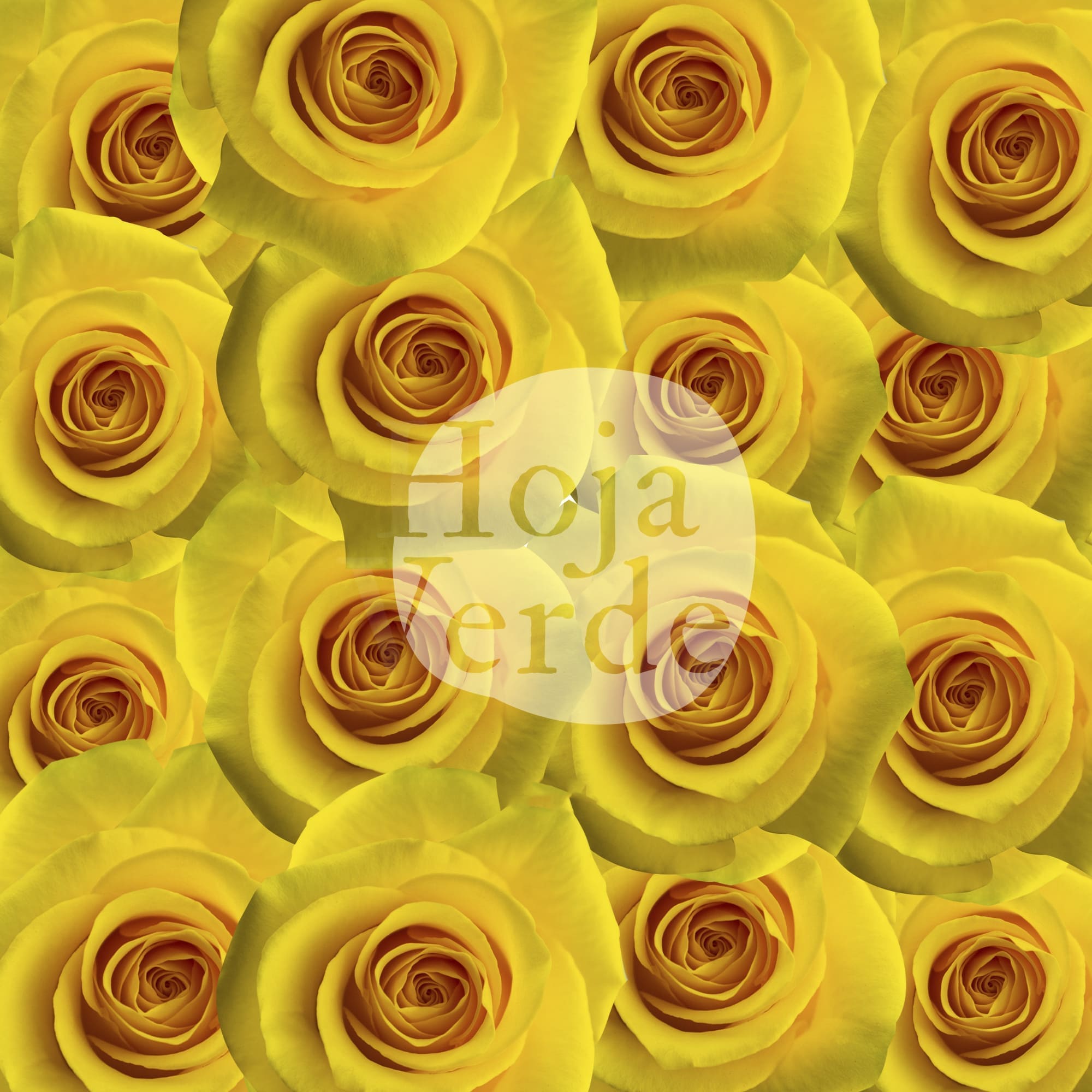 Momentum, Ecuadorian yellow rose by Hoja Verde