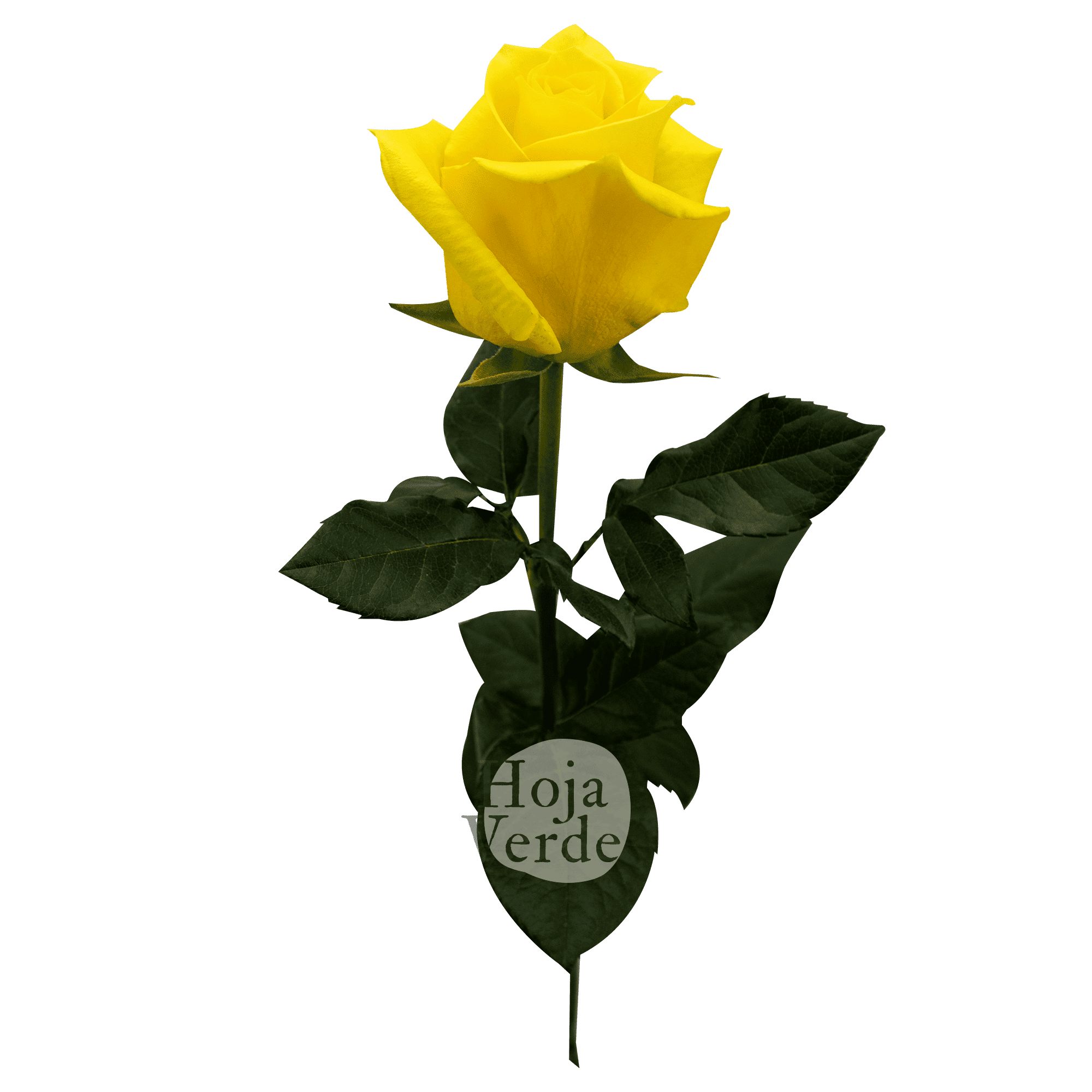 Momentum, Ecuadorian yellow rose by Hoja Verde
