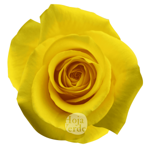 Momentum, Ecuadorian yellow rose by Hoja Verde
