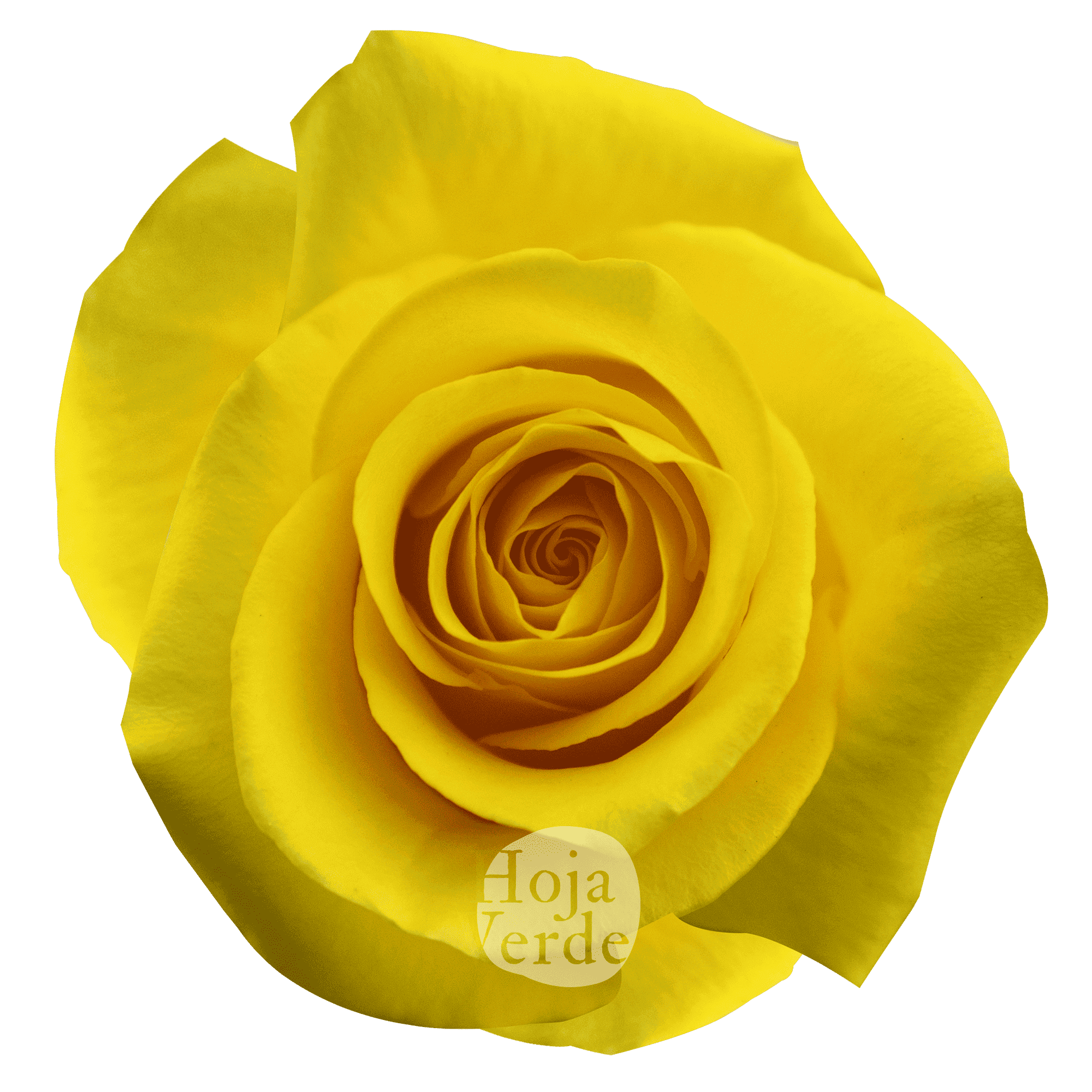 Momentum, Ecuadorian yellow rose by Hoja Verde