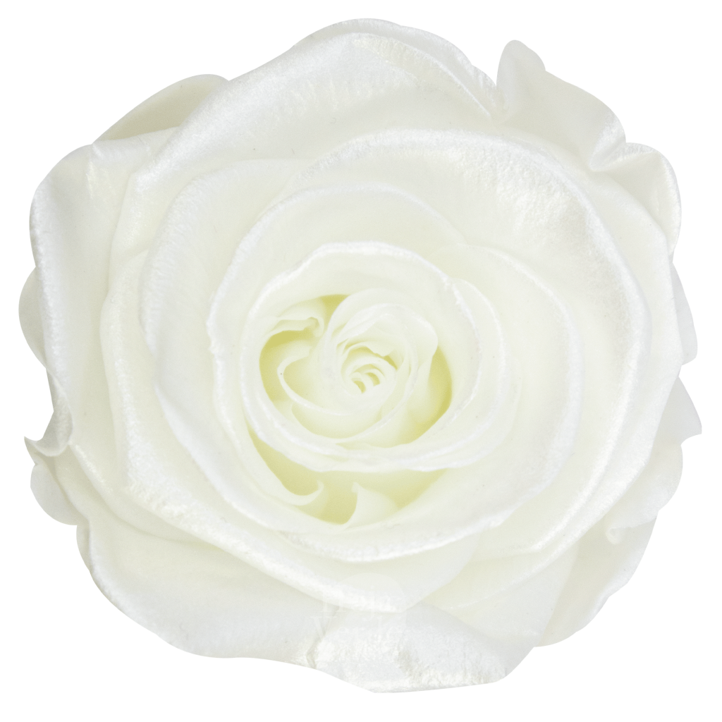 Ecuadorian Preserved Roses by Hoja Verde