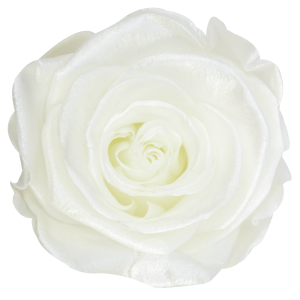 Ecuadorian Preserved Roses by Hoja Verde