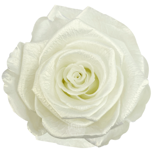 Ecuadorian Preserved Roses by Hoja Verde