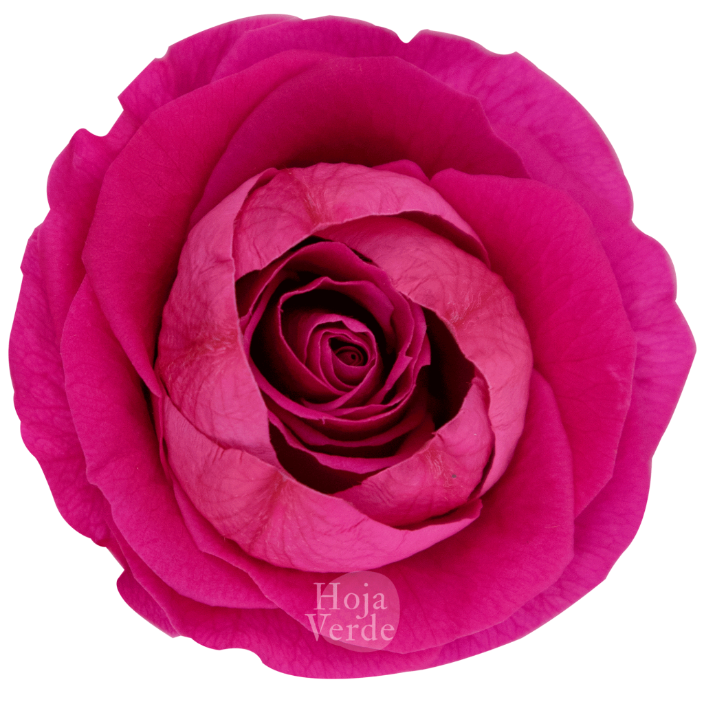 Ecuadorian Preserved Flowers by Hoja Verde