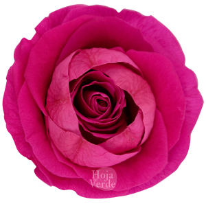 Ecuadorian Preserved Flowers by Hoja Verde
