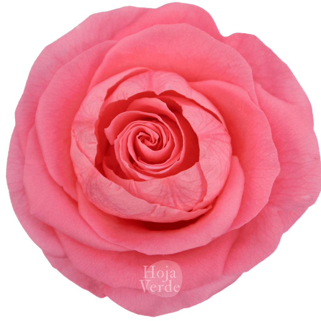 Ecuadorian Preserved Flowers by Hoja Verde