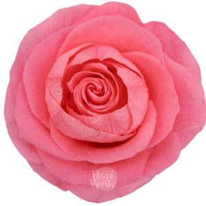 Ecuadorian Preserved Flowers by Hoja Verde