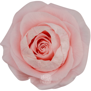 Ecuadorian Preserved Flowers by Hoja Verde