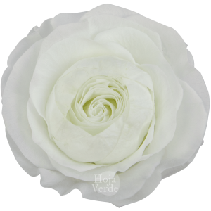 Ecuadorian Preserved Flowers by Hoja Verde