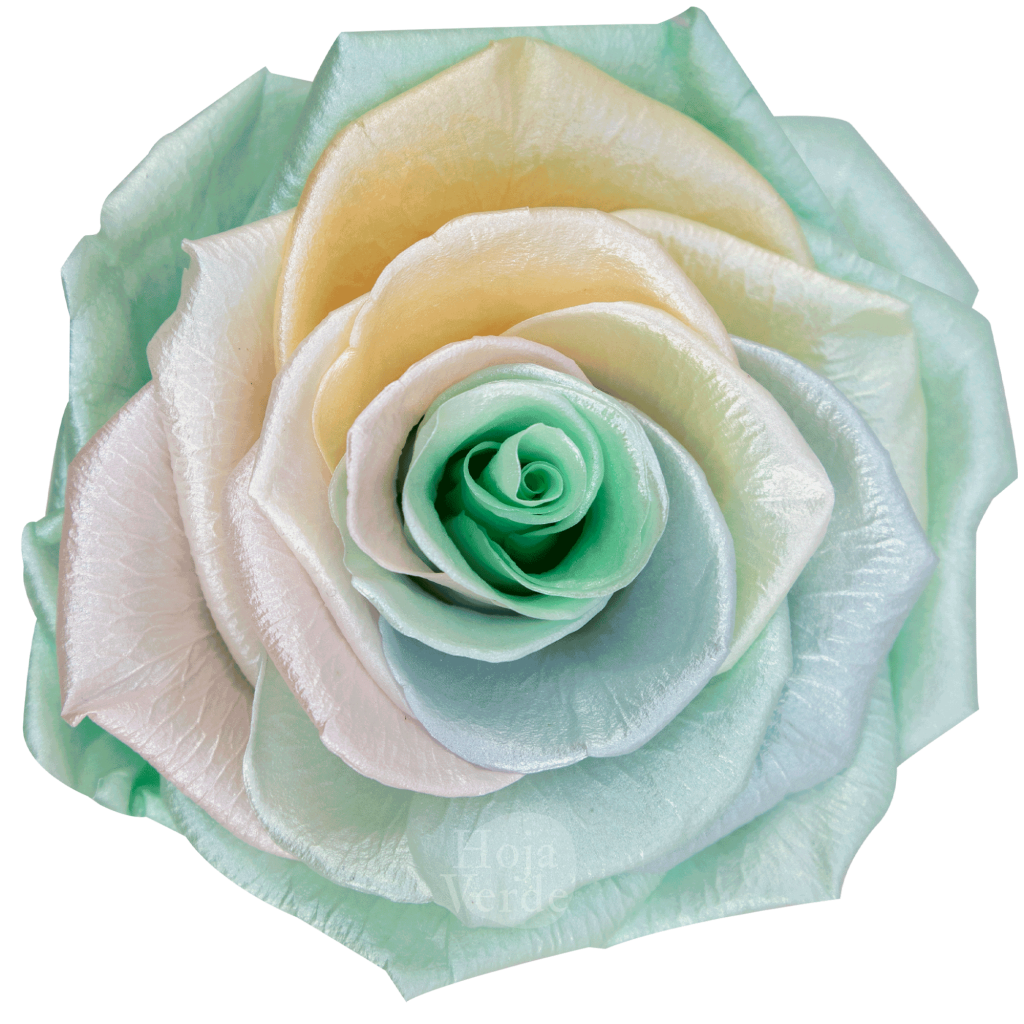 Ecuadorian Preserved Roses by Hoja Verde