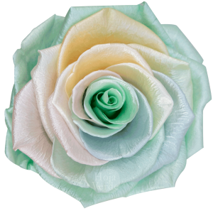 Ecuadorian Preserved Roses by Hoja Verde