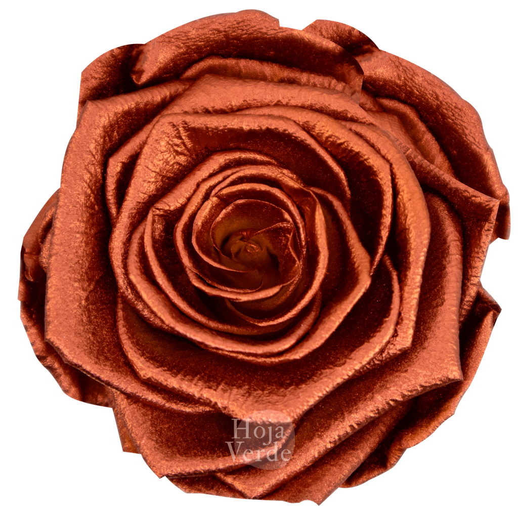 Ecuadorian Preserved Roses by Hoja Verde