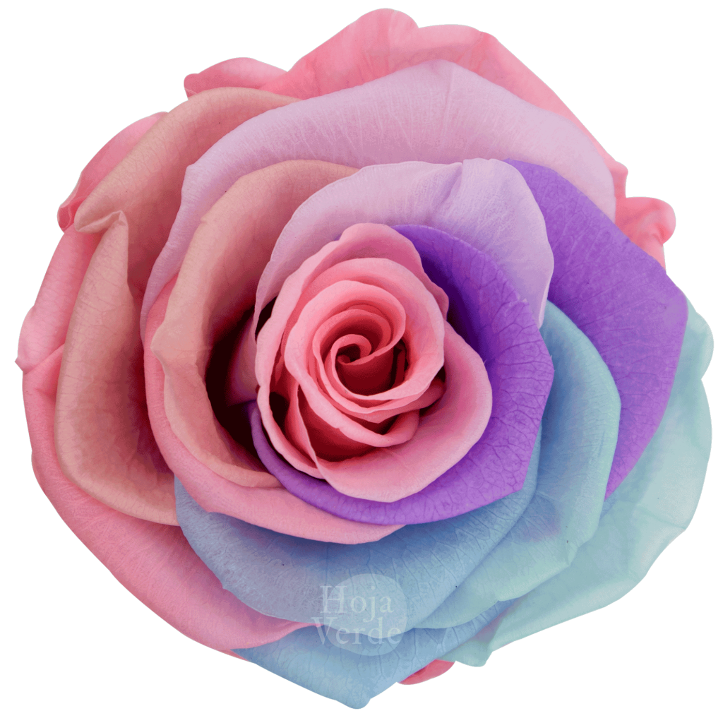 Ecuadorian Preserved Roses by Hoja Verde