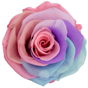 Ecuadorian Preserved Roses by Hoja Verde