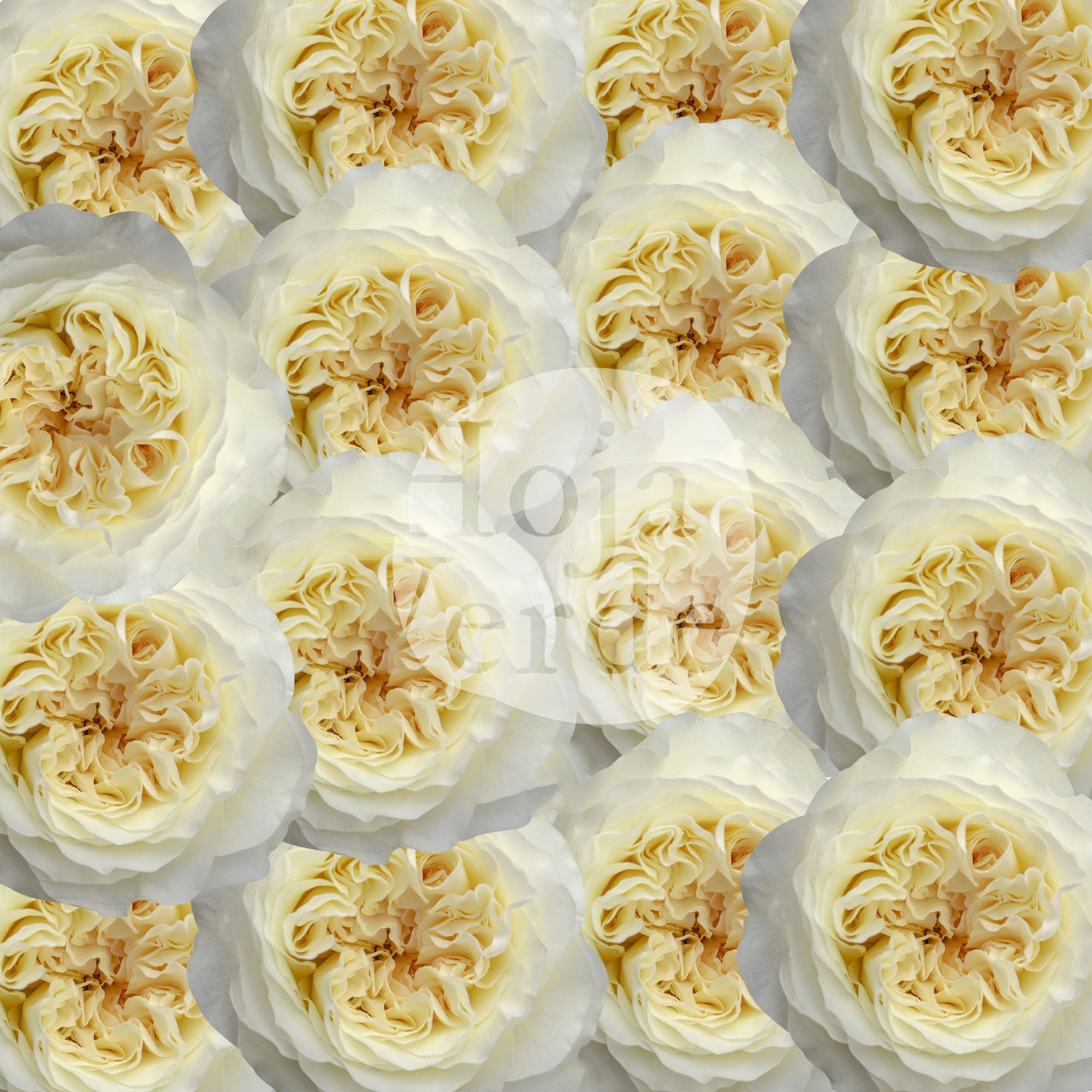 Vicky Gardens, Ecuadorian cream garden rose by Hoja Verde