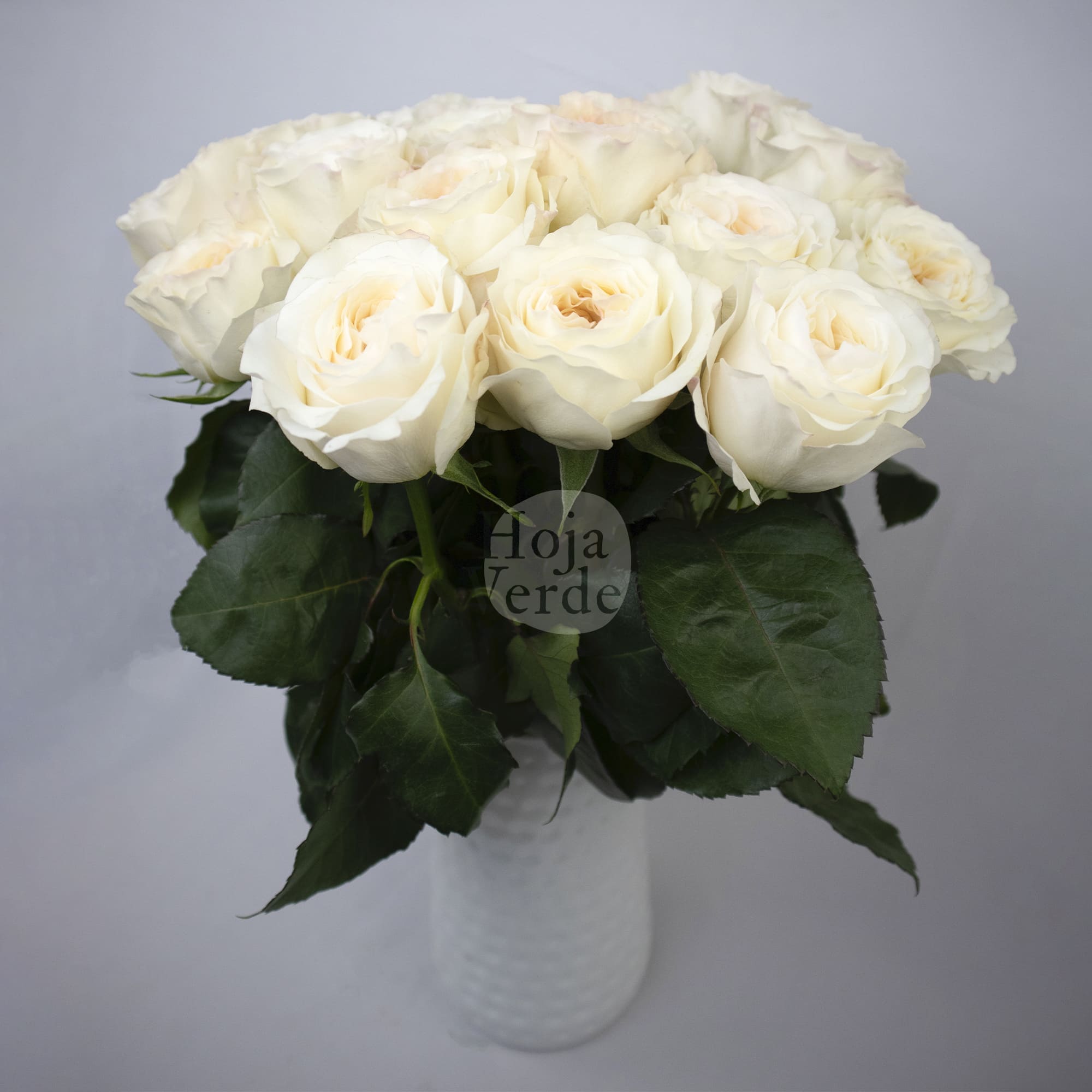 Vicky Gardens, Ecuadorian cream garden rose by Hoja Verde
