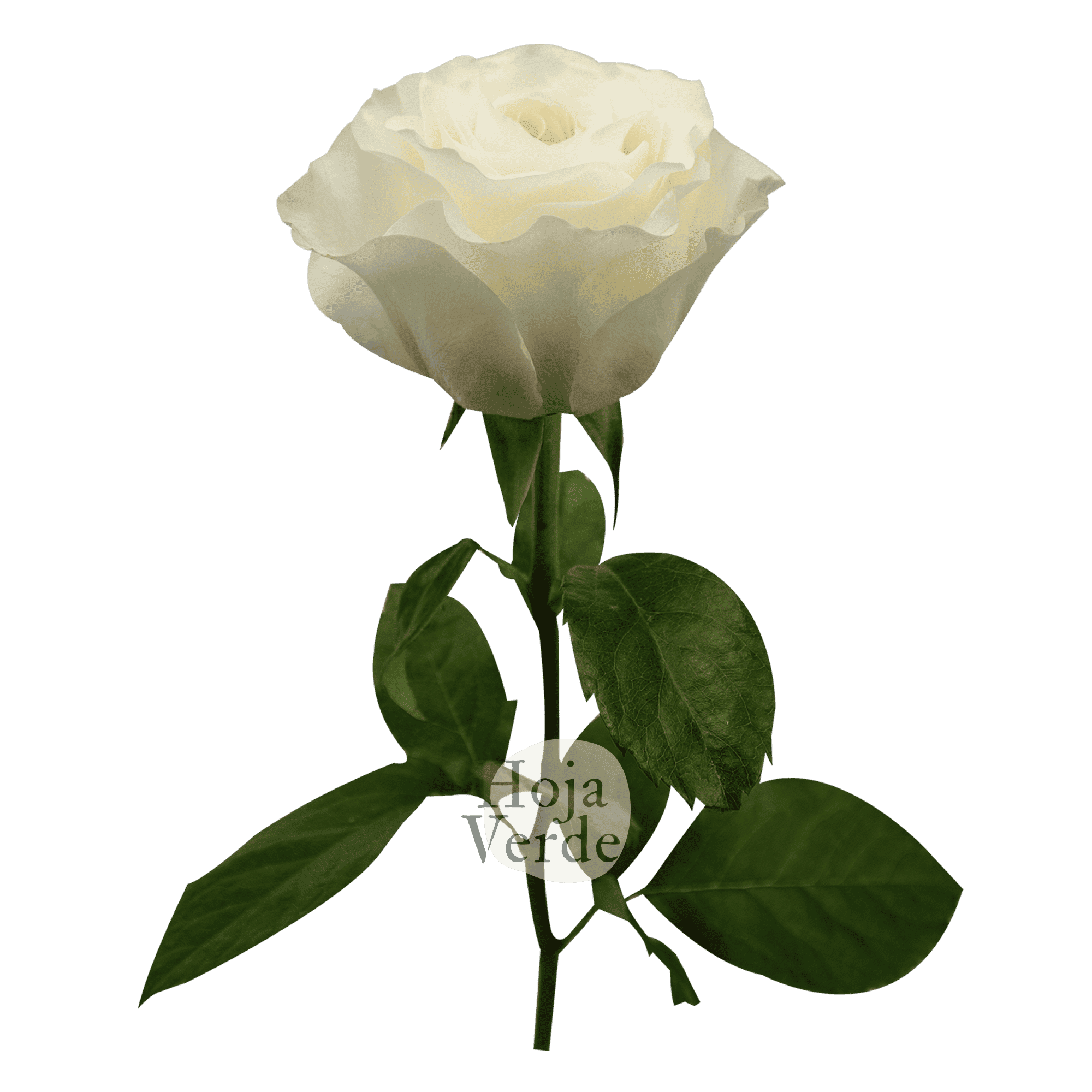 Vicky Gardens, Ecuadorian cream garden rose by Hoja Verde