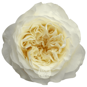 Vicky Gardens, Ecuadorian cream garden rose by Hoja Verde