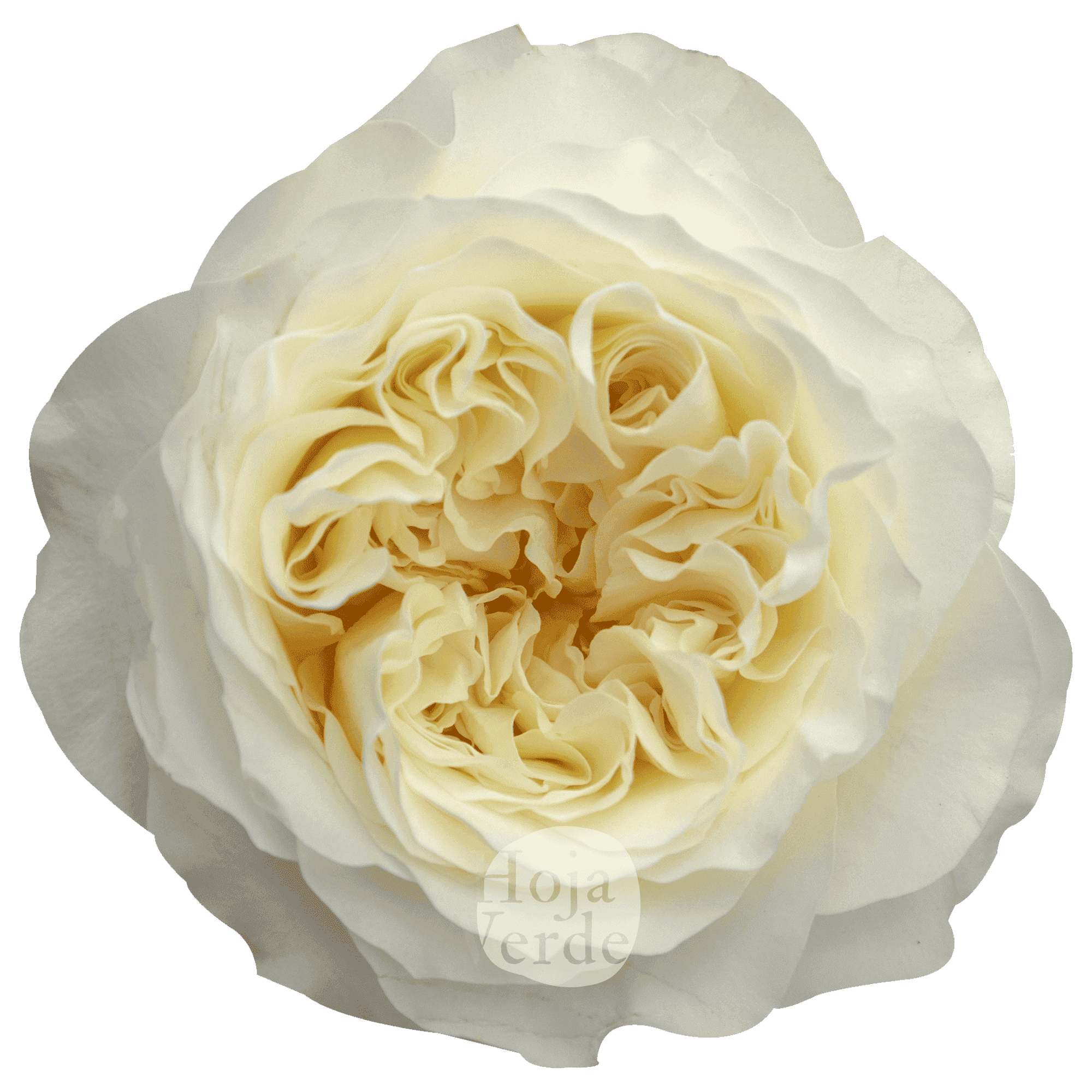 Vicky Gardens, Ecuadorian cream garden rose by Hoja Verde