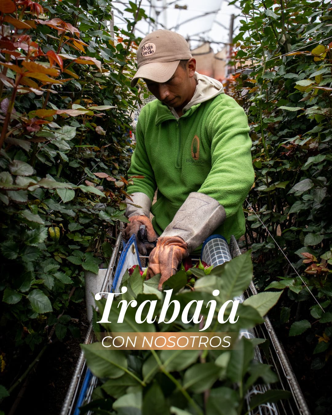 Trabaja en Hoja Verde