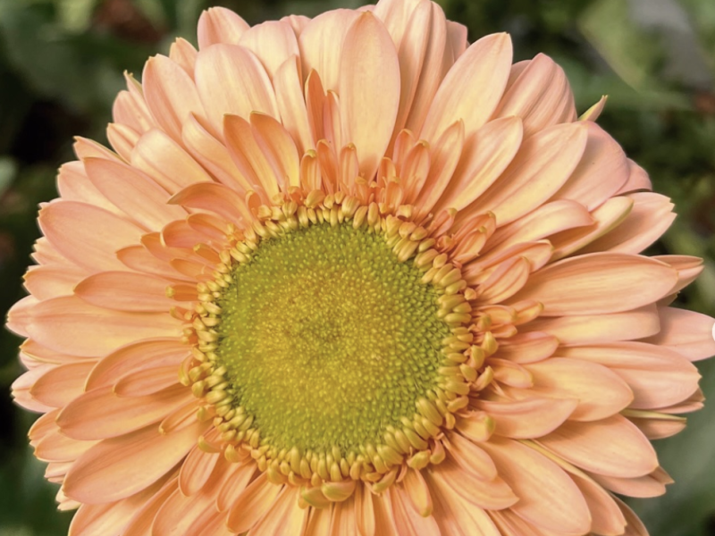 Gerberas